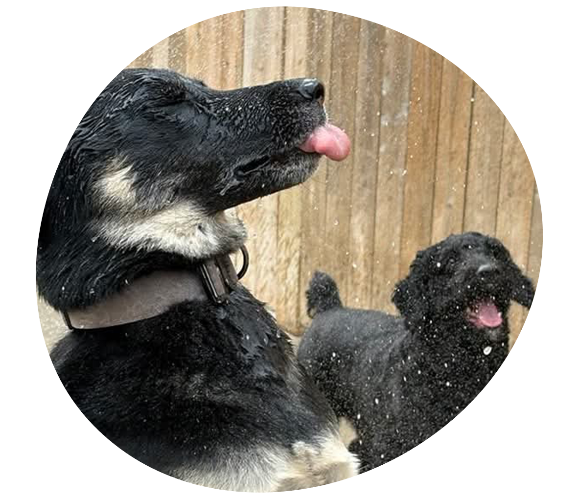 Dog playing in sprinkler