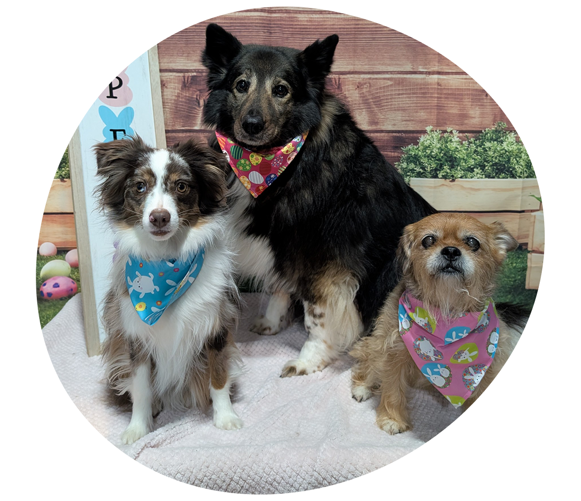 3 dogs after grooming