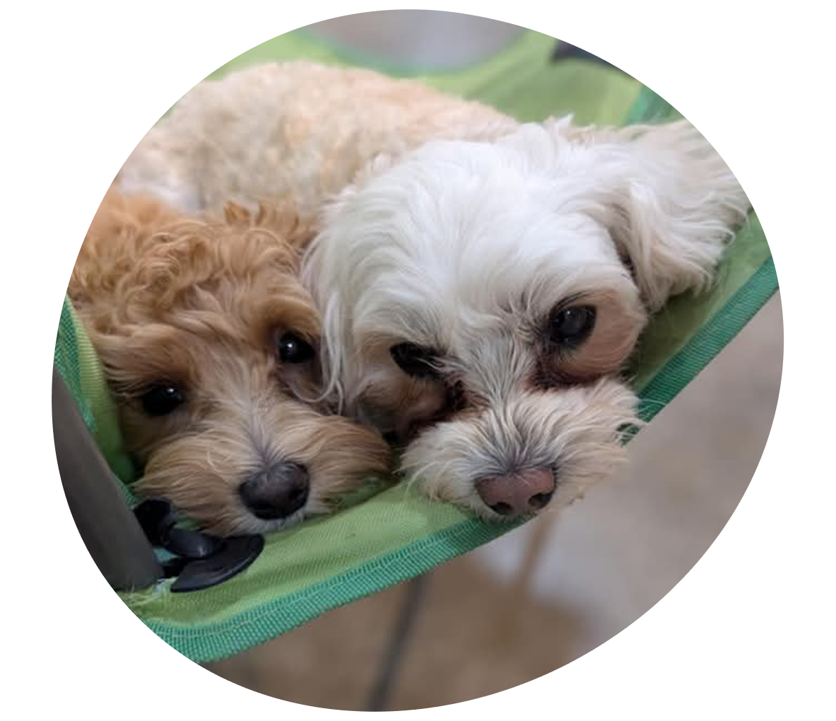 Two dogs falling asleep